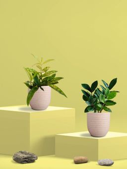 Greenkin - ZZ Plant & Bamboo Gold Dust Plant in Eco Pot (Pack of 2)