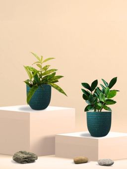 Greenkin - ZZ Plant & Bamboo Gold Dust Plant in Eco Pot (Pack of 2)