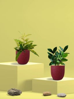 Greenkin - ZZ Plant & Bamboo Gold Dust Plant in Eco Pot (Pack of 2)