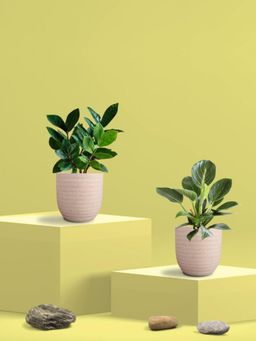 Greenkin - Zamia Plant & Birkin Plant in Eco Pot (Pack of 2)