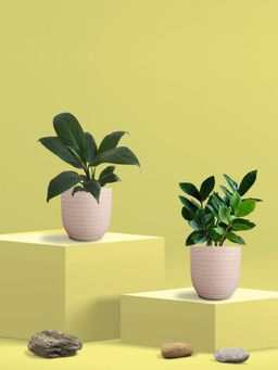 Greenkin - ZZ Plant & Peace Lily Plant in Eco Pot (Pack of 2)