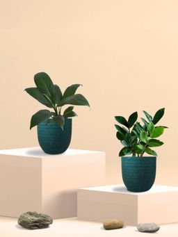 Greenkin - ZZ Plant & Peace Lily Plant in Eco Pot (Pack of 2)