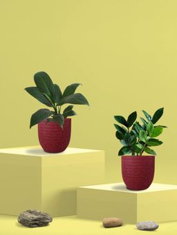 Greenkin - ZZ Plant & Peace Lily Plant in Eco Pot (Pack of 2)