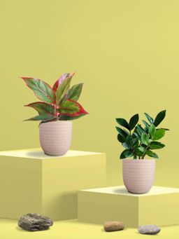 Greenkin - ZZ Plant & Aglaonema Maroon Plant in Eco Pot (Pack of 2)