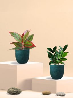 Greenkin - ZZ Plant & Aglaonema Maroon Plant in Eco Pot (Pack of 2)