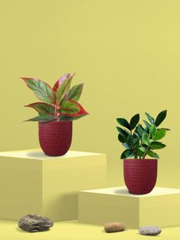 Greenkin - ZZ Plant & Aglaonema Maroon Plant in Eco Pot (Pack of 2)
