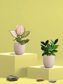 Greenkin - Zamia Plant & Aglaonema Wishes Plant in Eco Pot (Pack of 2)