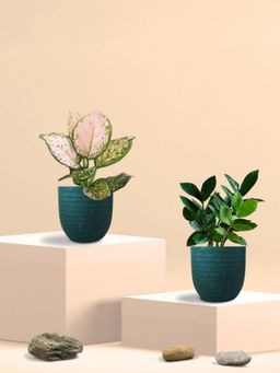 Greenkin - Zamia Plant & Aglaonema Wishes Plant in Eco Pot (Pack of 2)