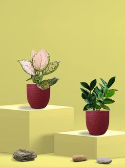 Greenkin - Zamia Plant & Aglaonema Wishes Plant in Eco Pot (Pack of 2)