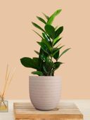 Cream color option, Currently selected