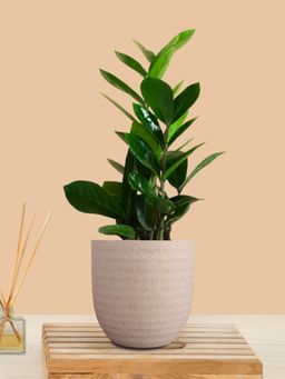 Greenkin - ZZ Indoor Zamia Plant with Cream Eco Pot