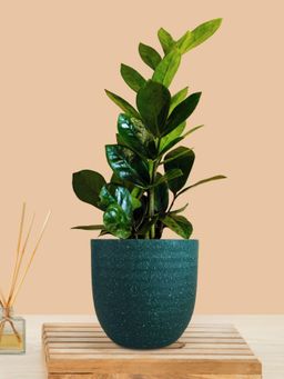 Greenkin - ZZ Indoor Zamia Plant with Teal Eco Pot
