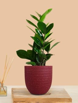 Greenkin - ZZ Indoor Zamia Plant with Maroon Eco Pot
