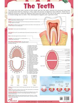 Pegasus - The Teeth: Thick Laminated Chart