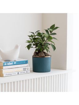 Claymistry - Top Trimmed Cylinder Black Planter