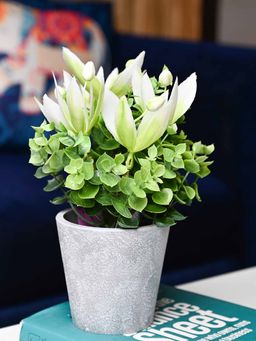 Voncasa - Plastic White Artificial Flower With Pot