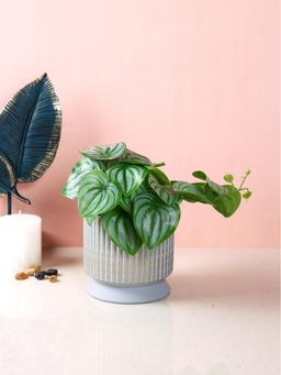 Tayhaa - Lavender Haze Ribbed Planter