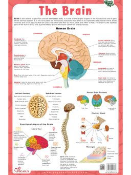 Pegasus - Brain Thick Laminated Primary Chart
