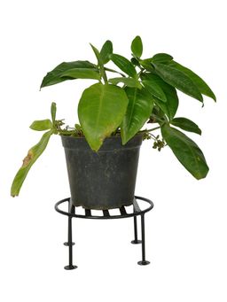 Kuber Industries - Metal Pot Stand Plant Stand for Balcony,Garden,Office,Pack of 3,(Black)