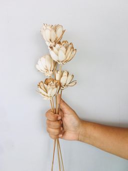Vanchai - Almond Sola Flower Pack of 5 Dried Flowers, Vase Filler For Home Decor