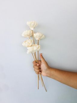 Vanchai - Beli Sola Flower Pack of 5 Dried Flowers, Vase Filler For Home Decor