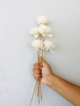 Vanchai - Paeonia Sola Flower Pack of 5 Dried Flowers, Vase Filler For Home Decor