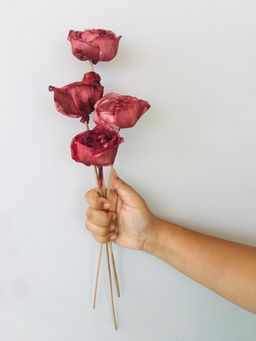 Vanchai - Ombre Wine Sola Flower Pack of 5 Dried Flowers, Vase Filler For Home Decor