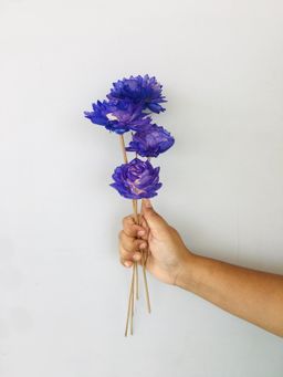 Vanchai - Ombre Dahlia Sola Flower Pack of 5 Dried Flowers, Vase Filler For Home Decor
