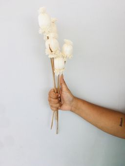 Vanchai - Buds Sola Flower Pack of 5 Dried Flowers, Vase Filler For Home Decor