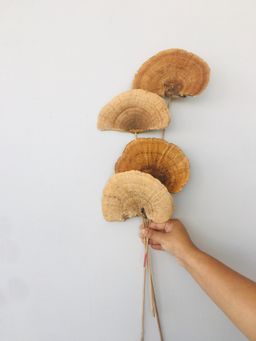 Vanchai - Natural Dried Pine Mushroom Flowers - Pack of 4, Vase Filler For Home Decor