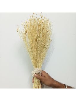 Vanchai - 50 Pcs White Linum Dried Canary Grass Bunch