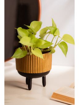 SG Home - Ribbed Robo Planter