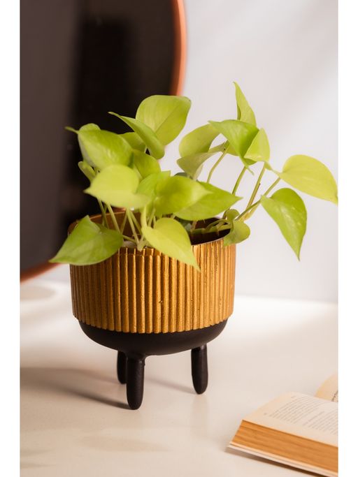 SG Home Ribbed Robo Planter