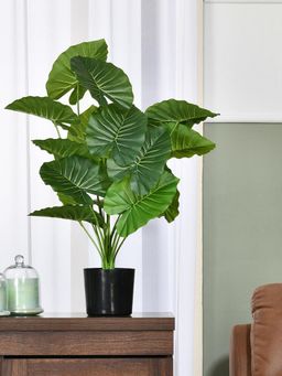 At Home by Nilkamal - Tropicana Fairy Taro Artificial Potted Plant (Green)
