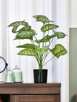 At Home by Nilkamal - Tropicana Devil's Ivy Artificial Potted Plant (Green)
