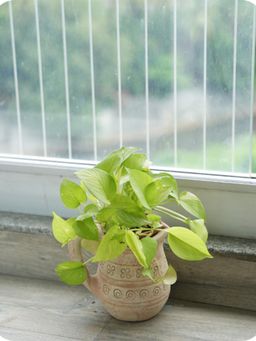 Swadeh - Jug Planter Brown Table Top