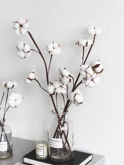 Coastal Habitat - Cotton Pods Stem (Pack of 5)
