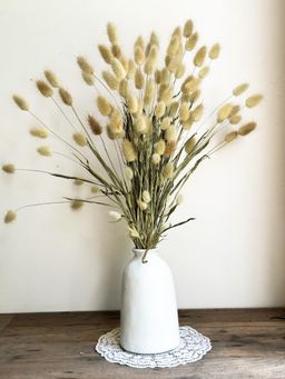 Coastal Habitat - Natural Bunny Tails Bunch