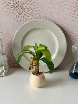 Fourwalls - Artificial Banana Bonsai Plant With A Ceramic Pot