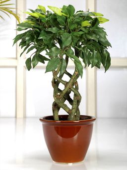 Fourwalls - Artificial Ficus Bonsai Plant In A Ceramic Vase For Home Decor