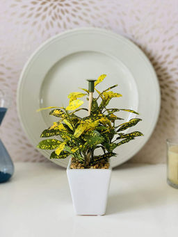 Fourwalls - Artificial Croton Plant With Ceramic Pot
