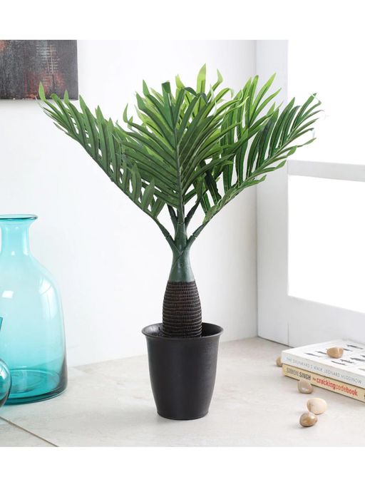 dracaena twister Dracaena 'Twister'