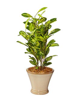 Fourwalls - Artificial Schefflera Plant In A Ceramic Pot