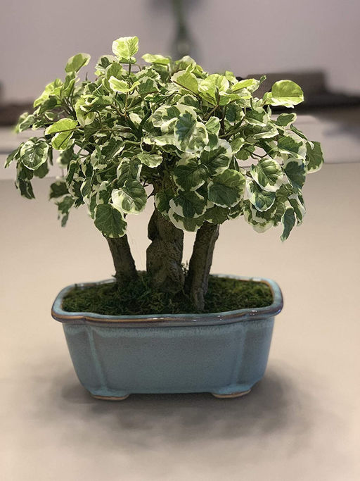 bonsai dracaena marginata Buy Dracaena Marginata for Sale | Buy Houseplants Online main image 0