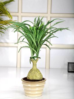 Fourwalls - Artificial Nolina Bonsai Plant In A Ceramic Pot