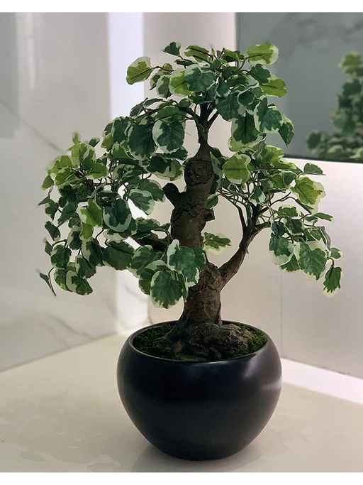 Buy Fourwalls Artificial Polyscias Bonsai Plant With A Ceramic Pot Online