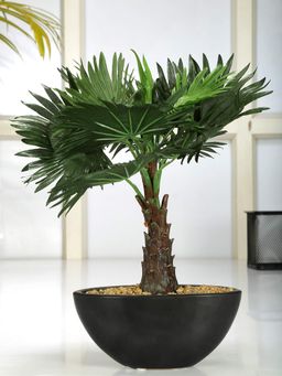 Fourwalls - Artificial Bismarckia Bonsai Plant With Ceramic Pot For Home Decor33 Cm Tall