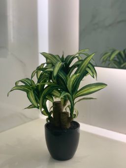 Fourwalls - Artificial Dracaena Bonsai Plant In A Ceramic Vase 35 Cm Tall