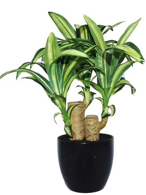 Buy Fourwalls Artificial Dracaena Bonsai Plant In A Ceramic Vase 35 Cm Tall  Online