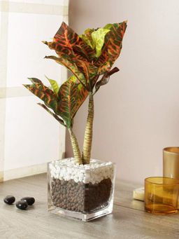 Fourwalls - Artificial Croton Plant In A Glass Vase With Stones 38 Cm 2 Branches